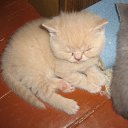 ���� ������, �����-���������, 70 ��� - ��������� 4 ������ 2015 � ������ ����� �����