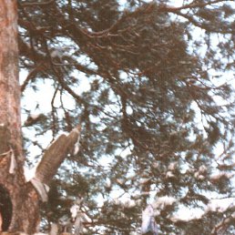 ��������, ���������, 59 ���