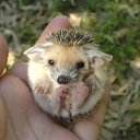 ���� ���������, ������ - ��������� 31 ������� 2015 � ������ ���� ����������