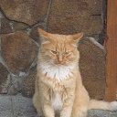 ���� �����, �����, 40 ��� - ��������� 4 ������ 2016 � ������ �������