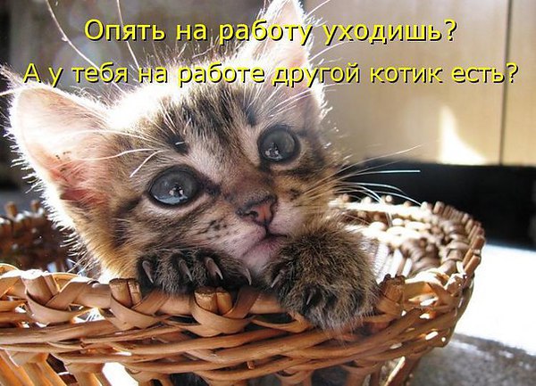 питомцы - 22 декабря 2015 в 16:42