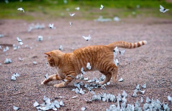   .#animal@travel.blog