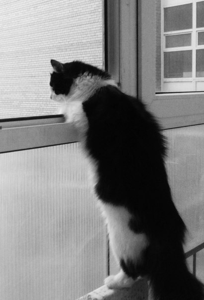 Подобрали мы котёнка....(Мила Апрель).Подобрали мы котёнка.Был февраль.Стоял мороз.Тонко он пищал в ...