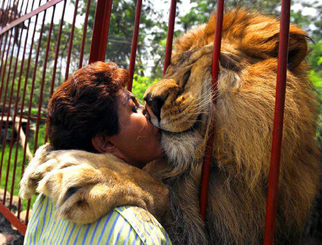 Общение в мире животных. Лев обнимает человека. Обнимашки львы. Девушка и Лев. Объятия животные.