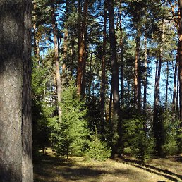 ���� ������, ���� - ��������� 10 ������ 2015