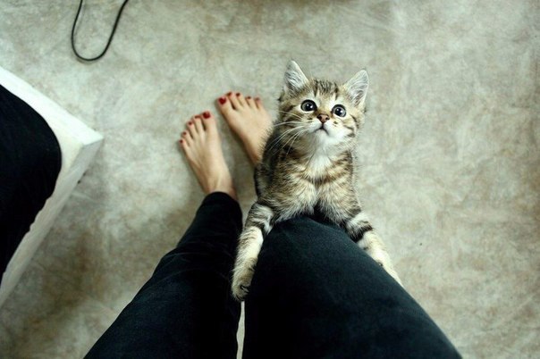 Утро начинается не с кофе, а с кормежки голодного кота