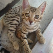 �����, , �����