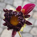 ������� 2015 �� ������� �����ܻ