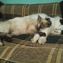 ���� ��������, ������, 68 ��� - ��������� 26 �������� 2015 � ������ ���� ����������