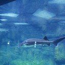 ���� �������, ������, 51 ��� - ��������� 20 ������ 2015 � ������ ����������� 11.11.15�