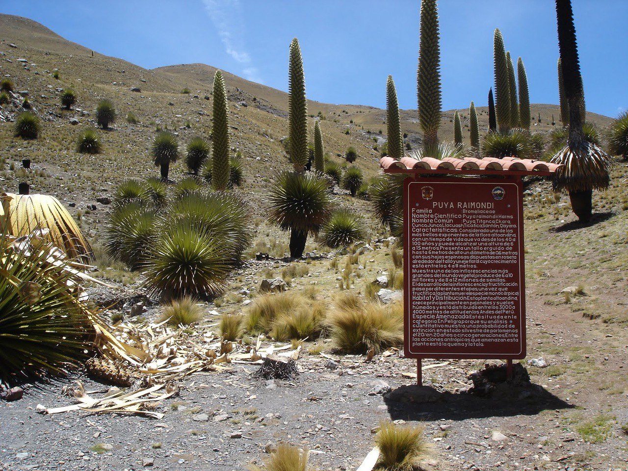   (Puya Raimondii)         ( ... - 3