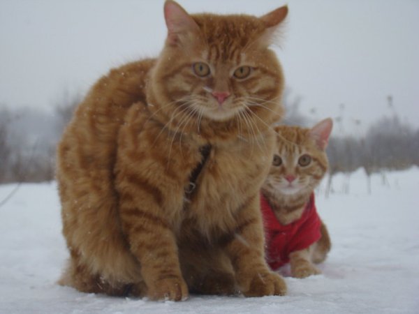 Metallica и Esenin - 2