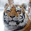  Amba 25rus,  -  17  2016    ໻