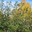 ���� ��������, ����, 69 ��� - ��������� 10 ������� 2015 � ������ ���� ����������