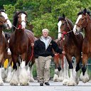 ���� Aleks, ����� ������� - ��������� 12 ������� 2015 � ������ �HORSES�