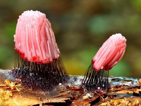  .  Stemonitis fusca.