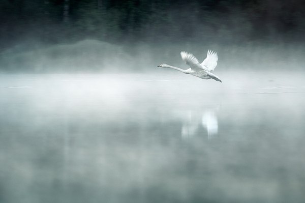 A l o n e.: Mikko Lagerstedt - 9