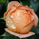 ���� Andrei, �������, 60 ��� - ��������� 13 ������ 2015 � ������ �����ۻ