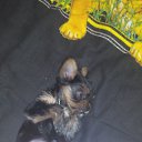  , , 37  -  11  2015   !)