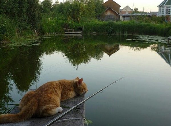 CATS OF ALL - 27  2016  22:41