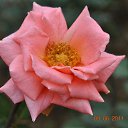 ���� Aru, �������� - ��������� 2 ������� 2015 � ������ �FLOWERS�