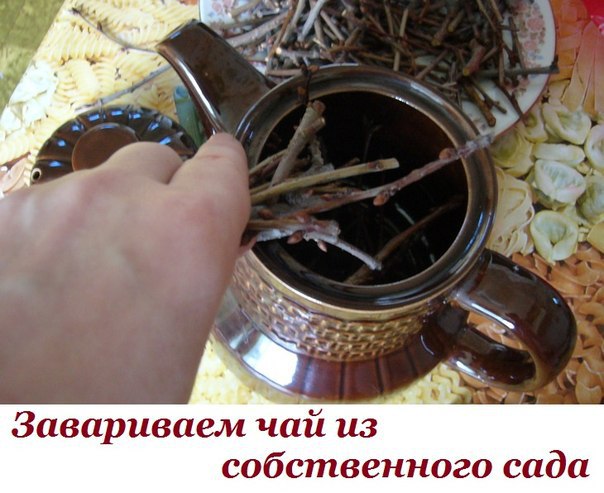 Завариваем чай из собственного сада. Такие полезные веточки! Мы покупаем чай не понятно где и как ...