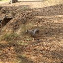 ���� ������, ���������, 71 ��� - ��������� 26 �������� 2015 � ������ �������� ������ �����