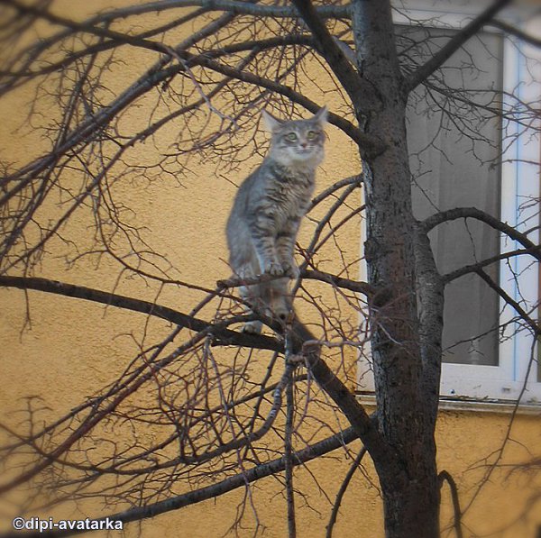 dipi-avatarka - 14  2016  11:29