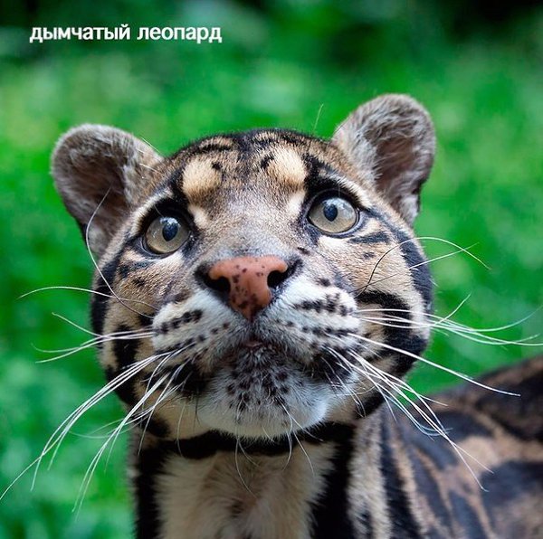 Редкие дикие кошки, о которых вы наверняка не знали.Кошки эволюционировали в отдельную семью ... - 7