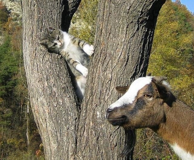 CATS OF ALL - 26  2016  08:59