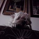 ���� Slobodan, �������, 71 ��� - ��������� 3 ������ 2016 � ������ �LEEA�