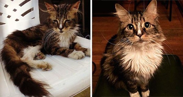 Спасённые котэ. До и после. (Часть - 2).Как сильно может измениться кошка благодаря заботе человека: