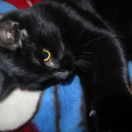 �������, �������, 44 ����