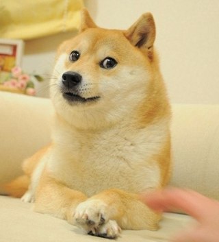 Doge  10 !  !