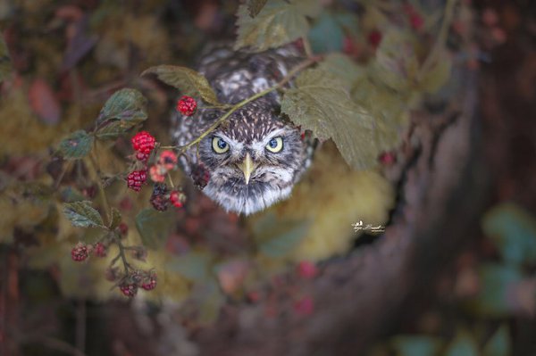  . Tanja Brandt - 2