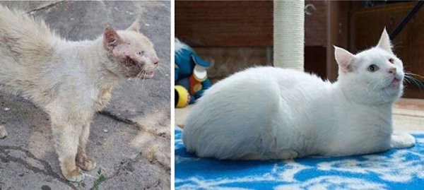 Спасённые котэ. До и после. (Часть - 2).Как сильно может измениться кошка благодаря заботе человека: - 5