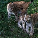 ���� �������, ������, 50 ��� - ��������� 12 ������� 2015 � ������ ���� ����������