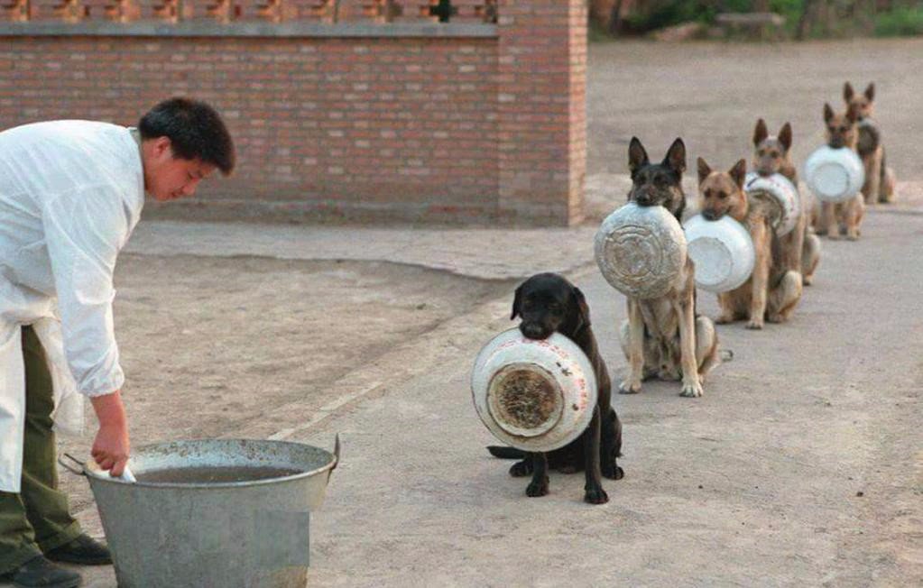        .#animal@travel.blog