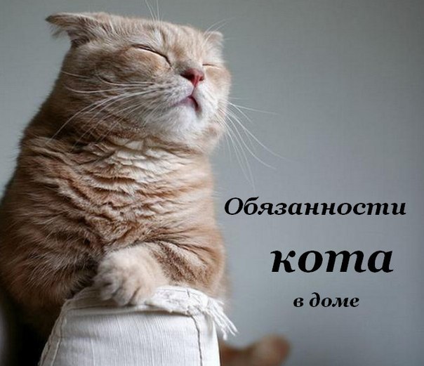 Обязанности кота по дому: 1. Кот должен защищать человека от комнатных растений. 2. Кот постоянно ...