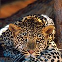 ���� ������, ������, 51 ��� - ��������� 19 ������� 2015 � ������ ������ ��������
