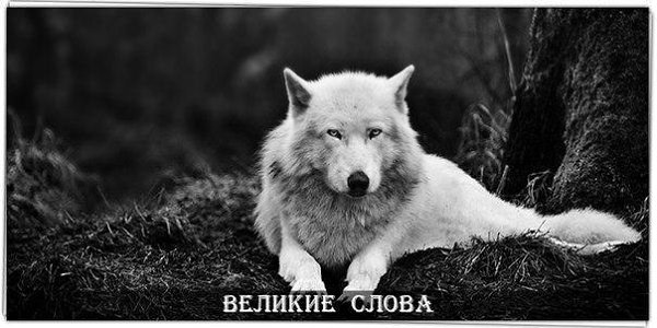Волк слабее льва и тигра, но волк в цирке не выступает...