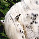���� Aleks, ����� ������� - ��������� 12 ������� 2015 � ������ �HORSES�