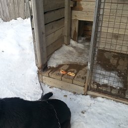 ������, ����-���������, 50 ���