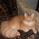  ,  -  13  2015    )))