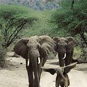 ���� Aleks, ����� ������� - ��������� 13 ������� 2015 � ������ �Elephants�