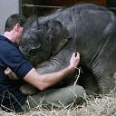 ���� Aleks, ����� ������� - ��������� 13 ������� 2015 � ������ �Elephants�