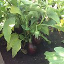 ���� ��������, ��������, 67 ��� - ��������� 28 ������ 2015 � ������ ���� ����������