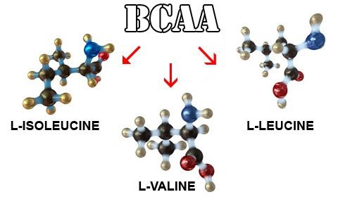 Роль BCAA в сохранении и наращивании мышц! В процессе усвоения пищи, белки, содержащиеся в ...