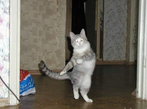           ))