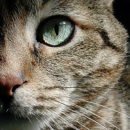 �����, �����������, 45 ���